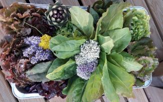 100 % fresh harvest for 100 % flavour on your plate. © Ecovegetal Various vegetables